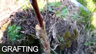 Food Forest #6 Juglans regia and grafting | PERMACULTURE | SUSTAINABLE LIVING | AGRICULTURĂ NATURALĂ