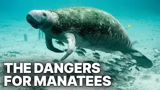 The Dangers For Manatees | Friendly Giants