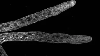 Neurospora crassa hyphae growing (high magnification)