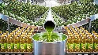 How Premium Avocado Oil Is Made (Complete Factory Process) 🥑