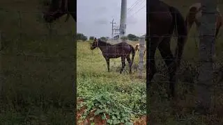 #subscribe #minivlog #horse #black #white