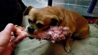 Dogs Eating Ham Bones