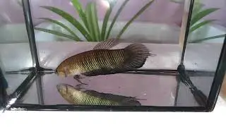 Betta Bellica