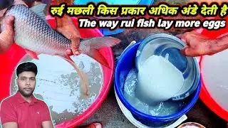 रुई मछली किस प्रकार अधिक अंडे देती है rohu fish breeding vedio | how to breed fish for profit #fish