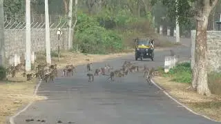 MVI 0096 Troop of  Bonnet Macaques advancing, Bheemeswari area, DD, 030126