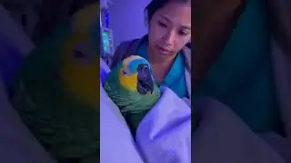 Please do not scroll past his pain 🦜💔🏥