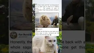 Sheep Returns After Years, Extra Fluffy and Adorable