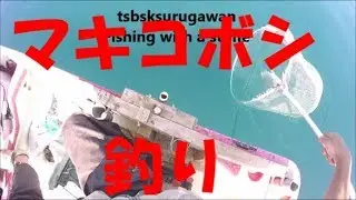 Fishing Hand fishing 巻きこぼし釣り サイズにビックリ 手釣り 海底から1～5ｍ 青物は高め 参考に 2017 9 21