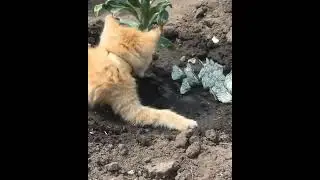 Beautiful cat chasing butterflies 🦋 🐈