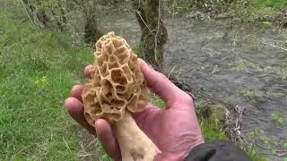 Colmenillas de abril de 2019 (Morchella esculenta)