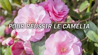 5 astuces pour r&eacute;ussir la culture du cam&eacute;lia