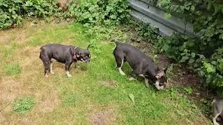 Italian Dog Mafia: The Craziest Organized Crime Story You&rsquo;ve Ever Heard #FrenchBulldog #frenchie