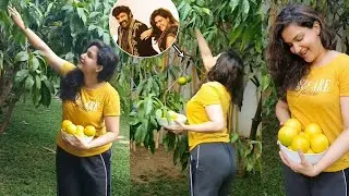 Honey Rose Visuals at her Home Garden | Honey Rose Picking Abiu Fruit at her Home Garden #HoneyRose