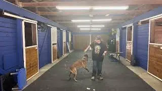 How to Reward Your Dog with a Toy