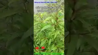 C&acirc;y Ho&agrave;ng Ngọc Đỏ, thảo dược qu&yacute;, #caythuocnam
