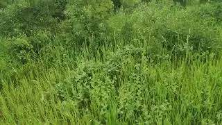 Explore the Walking Trail