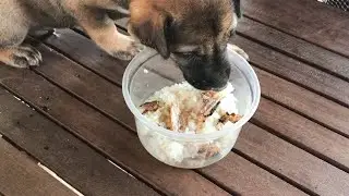 We try to rescue poor puppy at country side
