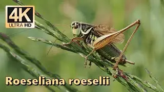 Roesel's bush-cricket (Roeseliana roeselii)