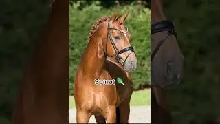 Dein Lieblings Gem&uuml;se dein Pferd #horseedits #horse #equestrian #pferdevideo #pferde #pony