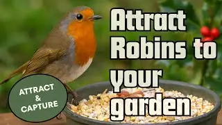 How to Attract Robins to Your Garden Feeder: A Complete Guide for Nature Enthusiasts