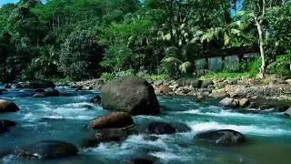 Jungle River with Giant Boulder &ndash; Nature Sounds for Study Focus, Mental Clarity & Calm Energy