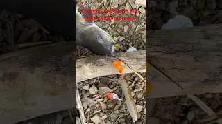 Milwaukee river cat fishing #catfishfish #fishing #channelcatfish #riverfishing #mkeriver #cutbait