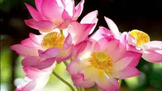 Quantum Meditation in Bangla. Full mind relaxation.Specially for Ramadan month. Part 02