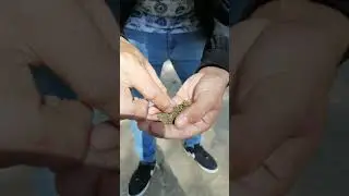 campamento 420 (2da parte) #420 #relax #420weed #autocultivo #fumando