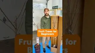 Fruit Trees for Beginners: potted vs bare root #fruittrees #orchard #garden #orchard #growyourown