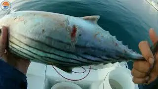 Bluefish attacks bonito - fishing in Mali Losinj - Croatia