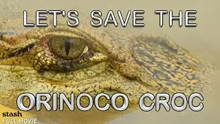Let's Save the Orinoco Croc | Animals Documentary | Full Movie | Endangered Species