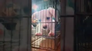 Cute Dog Puppy #travel #animallovers @mohankumarvlogs7858