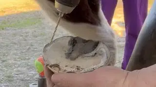 Blue ￼the founder horse on the road recovery ￼