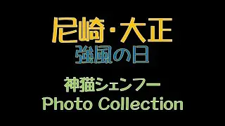 尼崎・大正　強風の日　神猫シェンフー　Photo Collection
