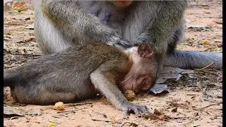 So Pity ! Poor baby Lori Weakness Old mom not Care Sadly got groom by Dolly.