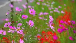 Relaxing Harp Music - Daily Life