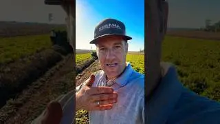 Extreme High Yielding Crop