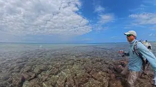 Pesco GT, Bluefin e yellow spotted alle Maldive pov Pesca a Mosca oceano indiano mare dei tropici