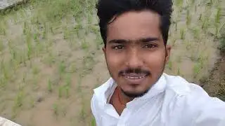 धान के खेती 💥💥(#trending #crop #fieldpreparation #seeds #transplants #water #manure #fertilizer 💥💥