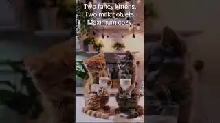 Just Hello app | Lavender kitchen: two teen kittens sip milk in goblets | video postcards with voice