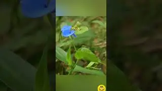 Commelinaceae