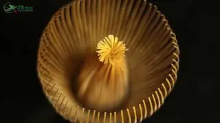 Matcha Whisk - 100 years Old Golden Bamboo Shin Kazuho Whisk Chasen, 70 Fringes