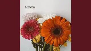 Gerberas (Radio Edit)