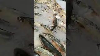 A lot of fresh Mackrell#fish yummy#shorts
