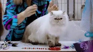 CFA International Show 2018 - Persian Championship class judging - Himmies