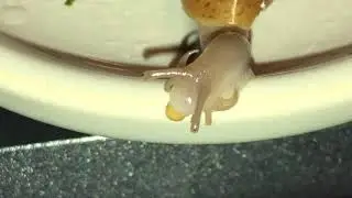 Rosy wolf snail / Euglandina rosea eating (already dead) Florida leatherleaf slug hatchling