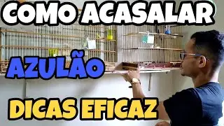 COMO ACASALAR AZULÃO (NAMORO OU REPRODUCAO)