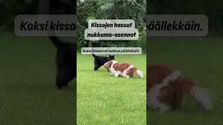 Osa 31. Kissojen hassut nukkuma-asennot &ndash; Miten t&auml;m&auml; voi olla mukavaa?