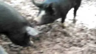 Pigs along the Dart Valley Trail, Devon, UK 2/2