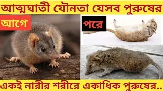 Antechinus | 100% males die after mating | sperm competetion |semelparity